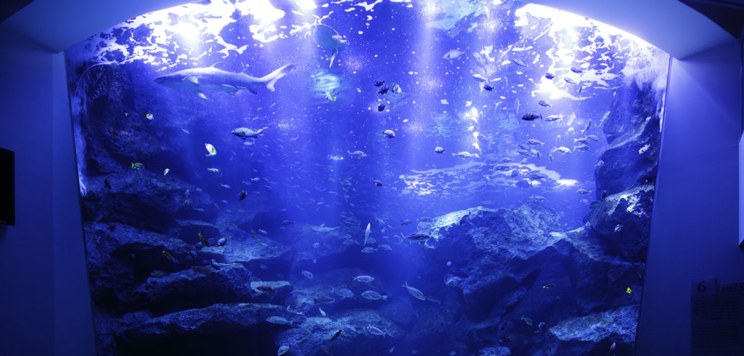 Sumida Aquarium (article by amuzen)