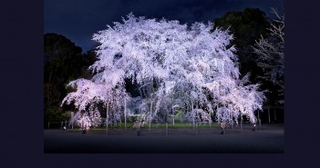 Rikugien - Cherry blossom & hanami in Tokyo 2016 (article by amuzen)