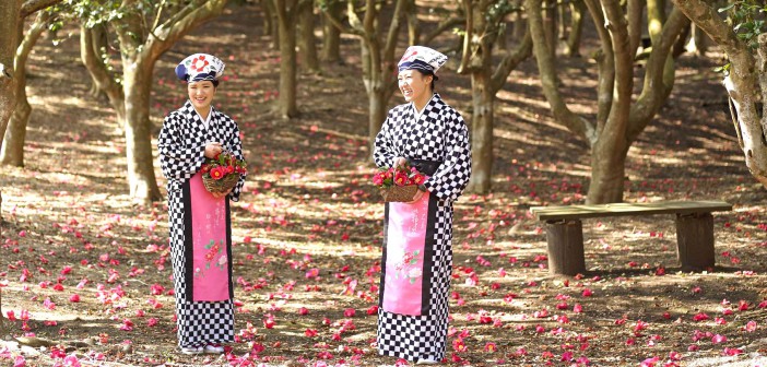 Izu Oshima Camellia Festival 2016 (article by amuzen)