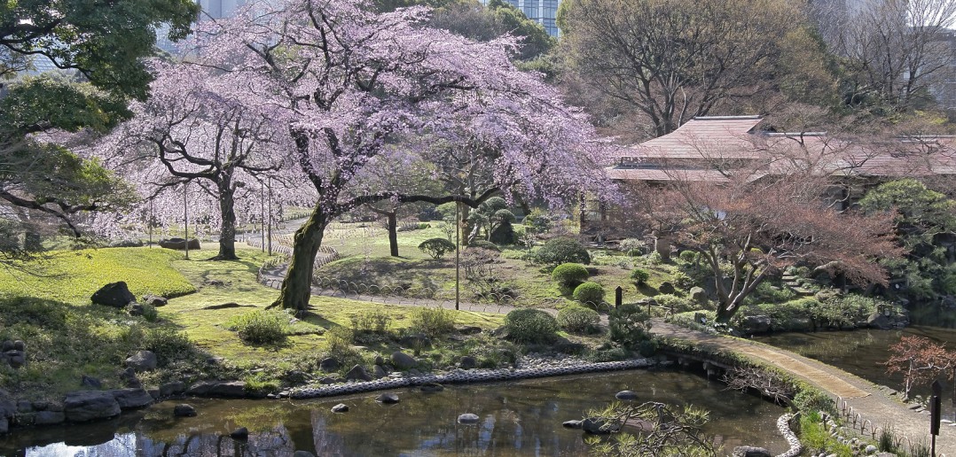 Cherry blossoms 2020 at Koishikawa Korakuen Garden