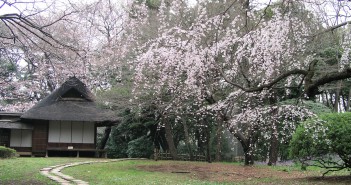 Cherry Blossom Viewing at the Tokyo National Museum (article by amuzen)