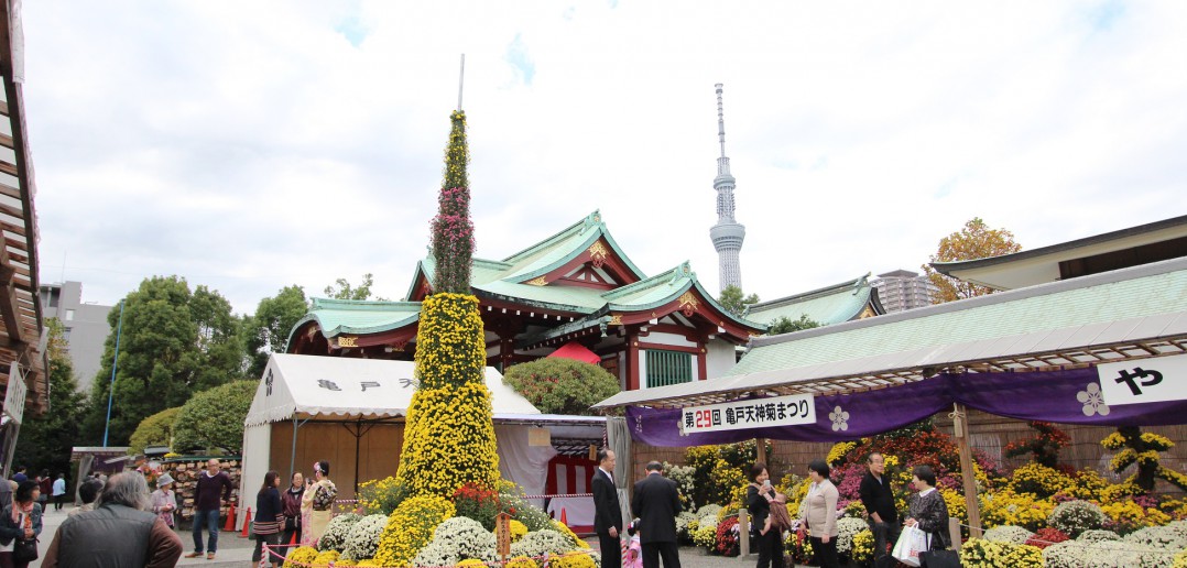 Chrysanthemum Festival 2016 at Kameido Tenjin Shrine, Tokyo (amuzen article)