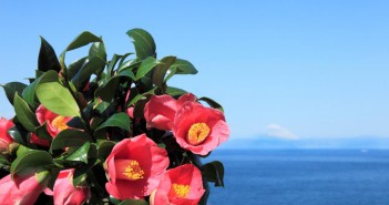 izu oshima camellia 2017