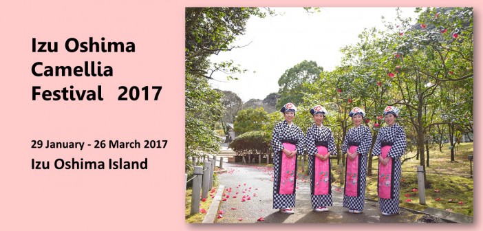 Izu Oshima Camellia Festival 2017 (amuzen article)