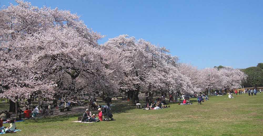 Cherry blossoms 2020 at Koganei Park