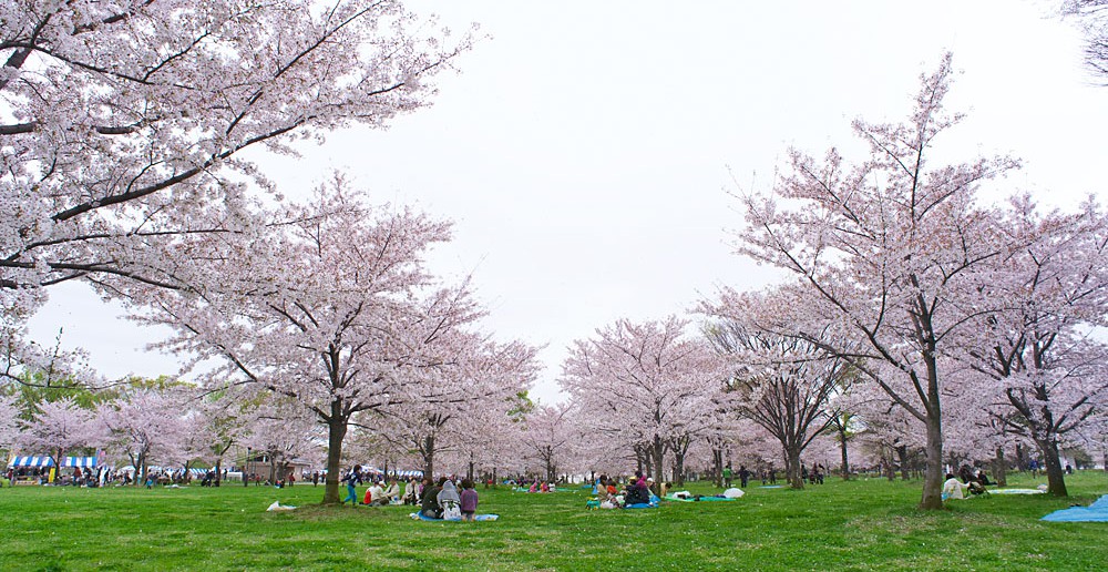 Cherry blossoms 2020 at Toneri Park