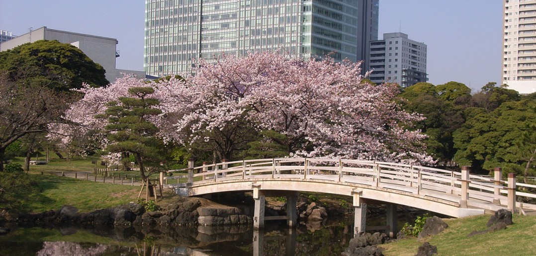 Cherry blossoms 2017 in Hamarikyu Garden (amuzen article)