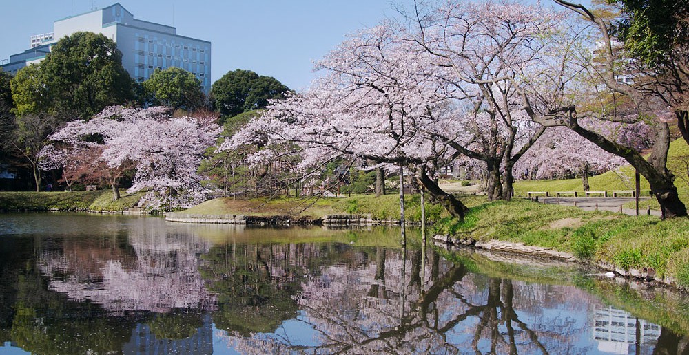 Cherry blossoms 2017 Koishikawa Korakuen (amuzen article)