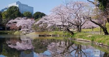 Cherry blossoms 2017 Koishikawa Korakuen (amuzen article)