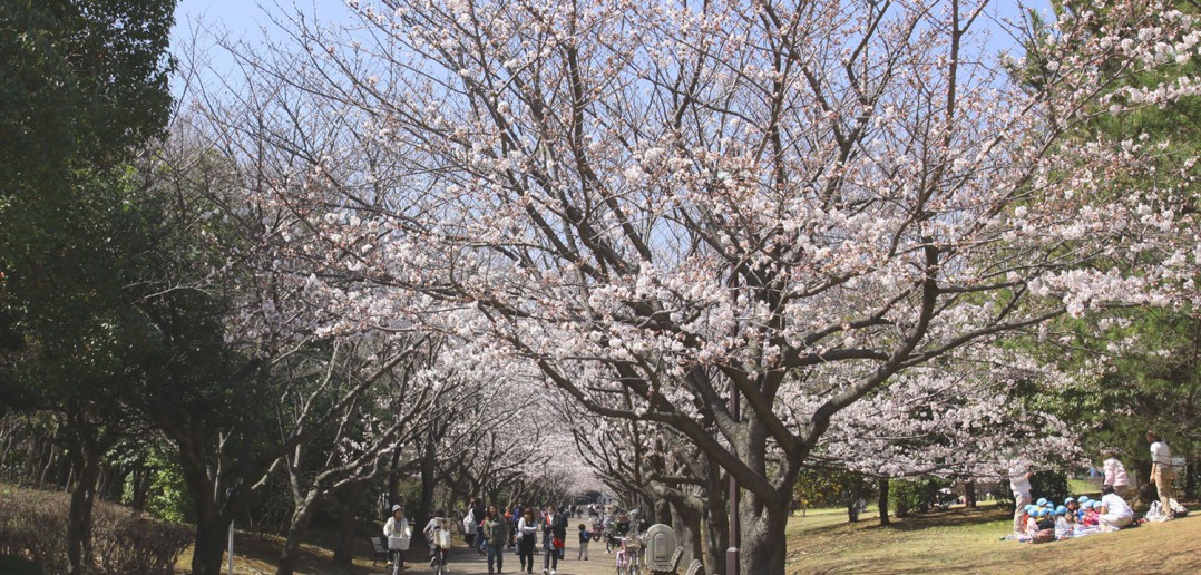 Cherry blossoms 2020 at Kasai Rinkai Park, Tokyo