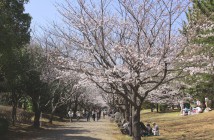 Cherry blossoms 2020 at Kasai Rinkai Park, Tokyo
