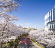 Cherry blossoms 2020 at Tokyo Midtown