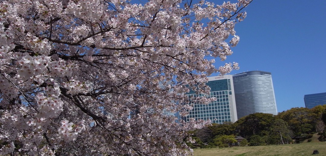 Cherry blossoms in Hamarikyu Garden 2020