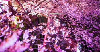 Cherry blossoms along the Meguro River 2017 (amuzen article)