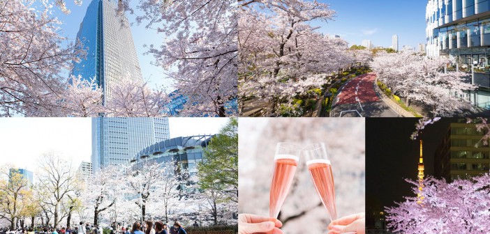 amuzen “Cherry blossom 2018 at Tokyo Midtown”