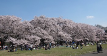 amuzen “O-hanami and Cherry Blossom Festival 2018 at Koganei Park”