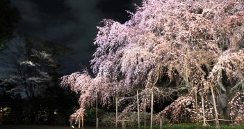 amuzen「しだれ桜と大名庭園のライトアップ 2018」