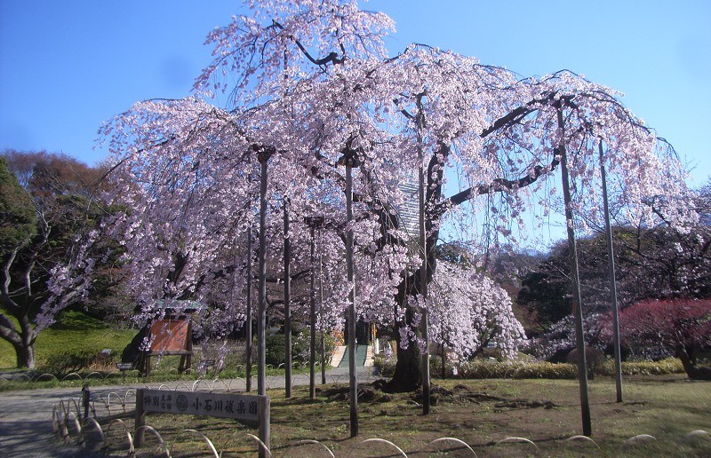 amuzen “Cherry blossoms 2018 at Koishikawa Korakuen Garden”