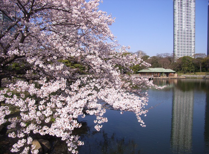 amuzen “Cherry blossoms in Hamarikyu Garden”