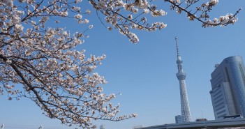 Cherry blossoms in Sumida Park 2019