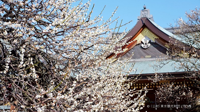 Bunkyo plum blossom festival (ume matsuri) 2019