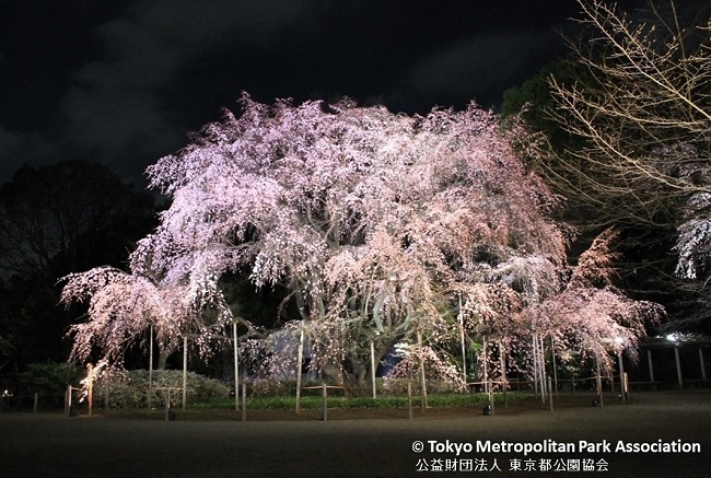 Cherry blossoms 2019 at Rikugi-en Garden
