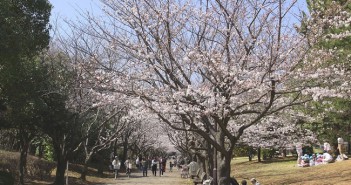 Cherry blossoms 2019 at Kasai Rinkai Park, Tokyo