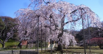 Cherry blossoms 2019 at Koishikawa Korakuen Garden