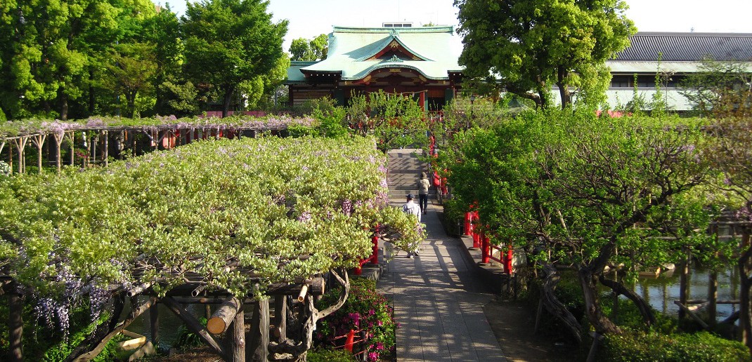 Fuji matsuri (wisteria festival) 2019 at Kameido Tenjin