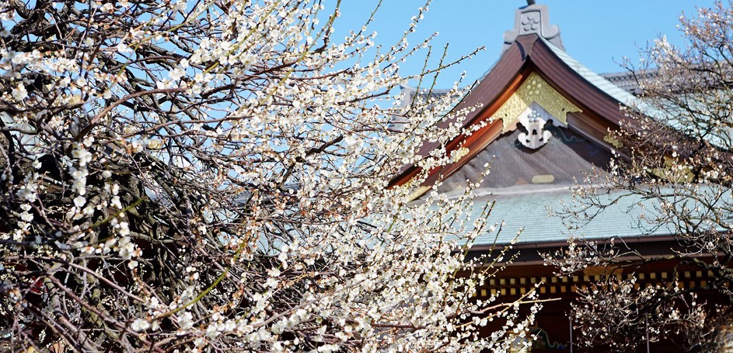 Bunkyo plum blossom festival (ume matsuri) 2020