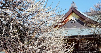 Bunkyo plum blossom festival (ume matsuri) 2020