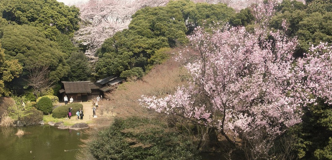 Cherry blossom viewing at the Tokyo National Museum